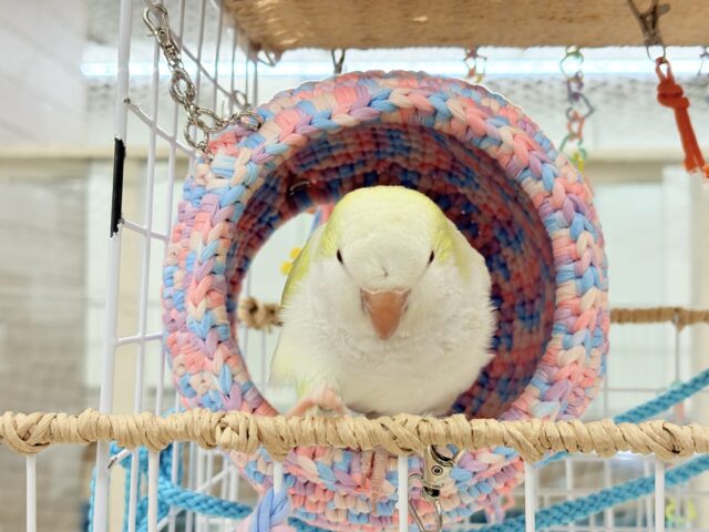 オキナインコ