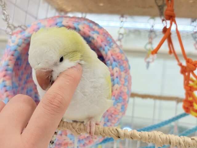 オキナインコ