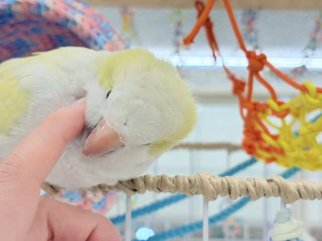 オキナインコ
