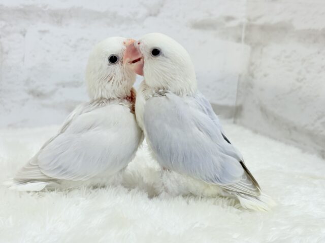 コザクラインコ（小桜インコ）