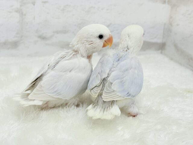 コザクラインコ（小桜インコ）