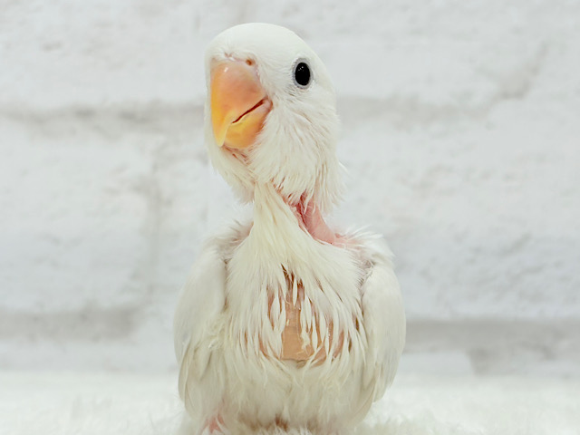 【動画更新🪄】淡々🫧どうなるどうなる？楽しみだ🐣💖コザクラインコ(パリドオパーリンバイオレット) ヒナ
