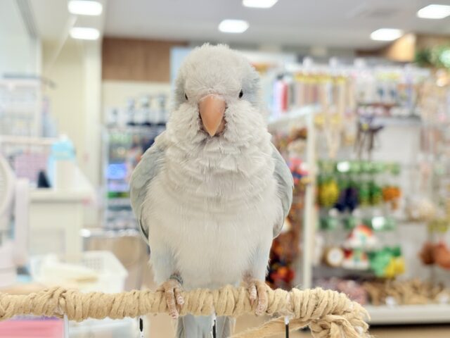 オキナインコ