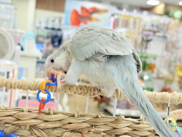 オキナインコ