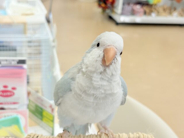 オキナインコ