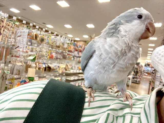 オキナインコ