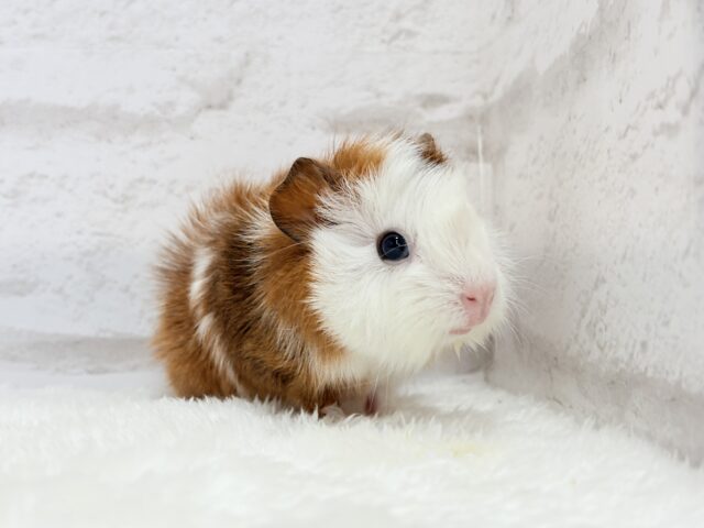 アビシニアンモルモット