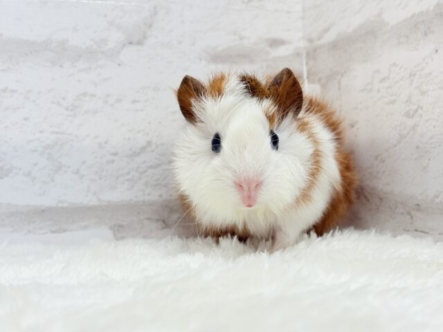 アビシニアンモルモット