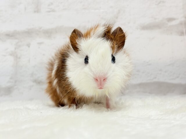 アビシニアンモルモット