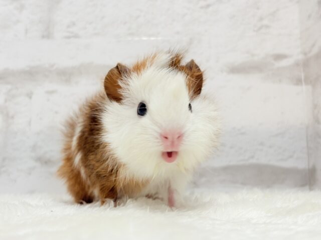 アビシニアンモルモット