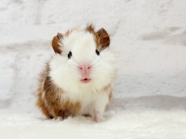 アビシニアンモルモット