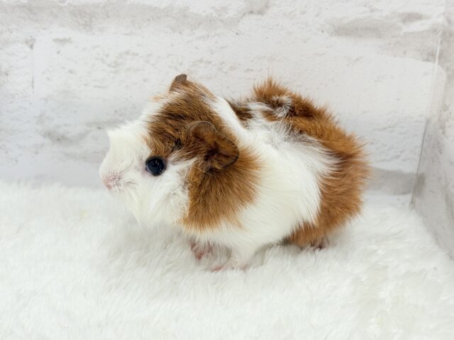 アビシニアンモルモット