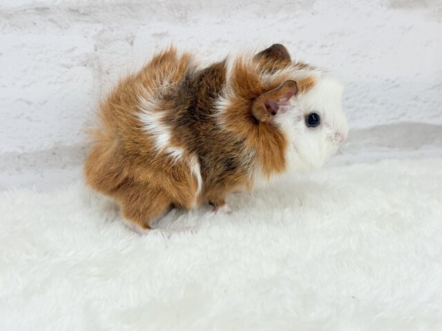 アビシニアンモルモット