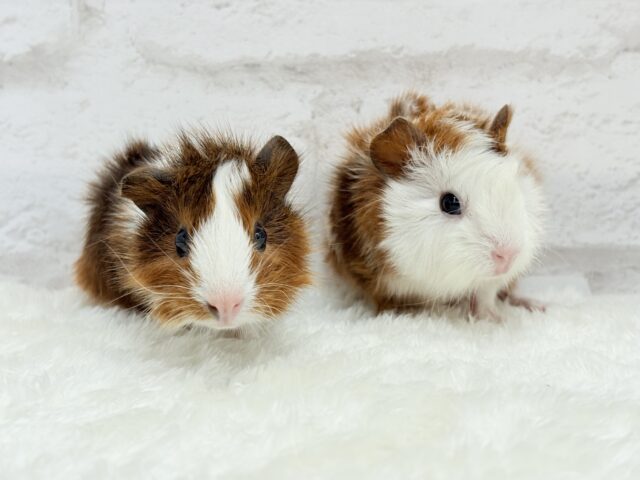 アビシニアンモルモット