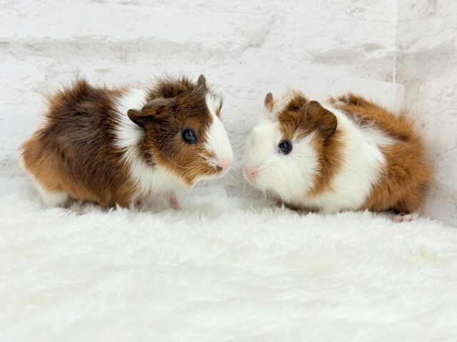 アビシニアンモルモット