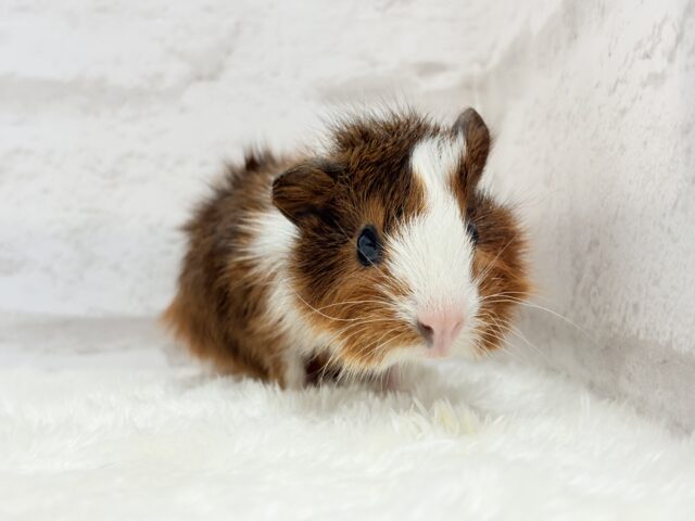 アビシニアンモルモット