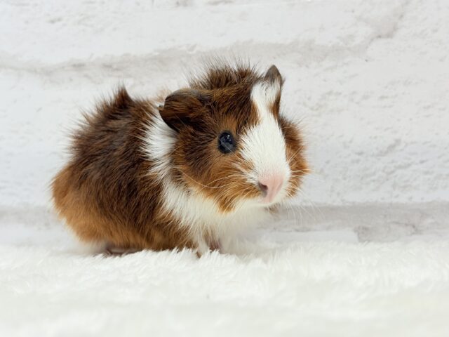 アビシニアンモルモット