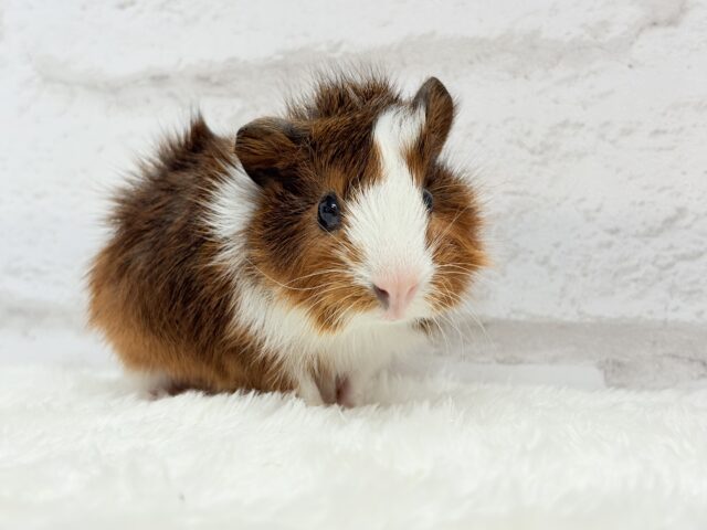 アビシニアンモルモット