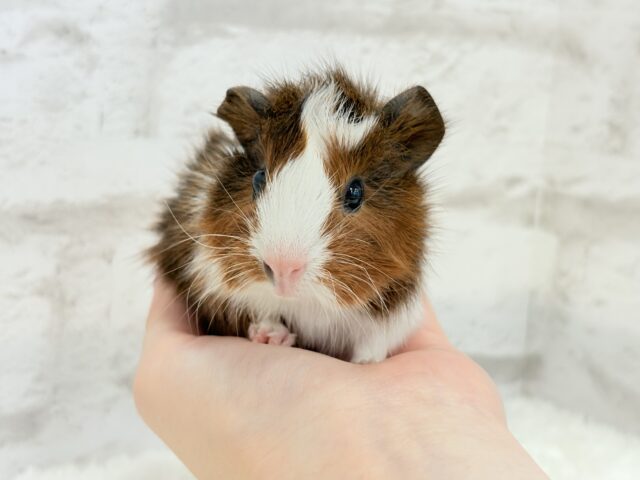 アビシニアンモルモット