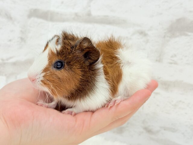 アビシニアンモルモット