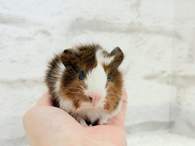 アビシニアンモルモット