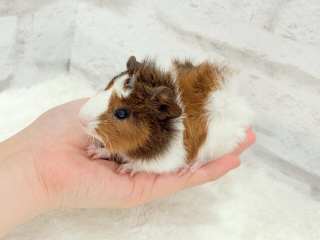 アビシニアンモルモット