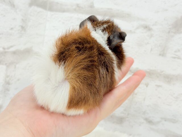 アビシニアンモルモット