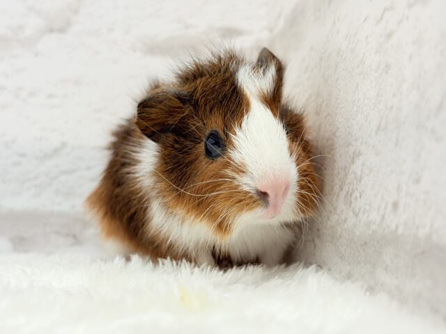 アビシニアンモルモット