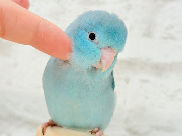 【最新画像更新🪄ひとり餌になりました！】控えめな性格がツボ♥マメルリハ(ブルー) 女の子 ヒナ