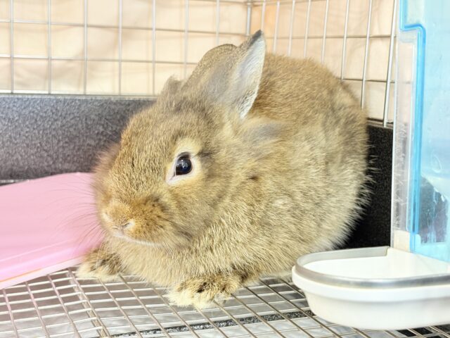 ライオンラビット