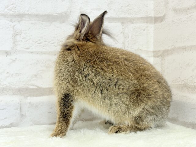 ライオンラビット