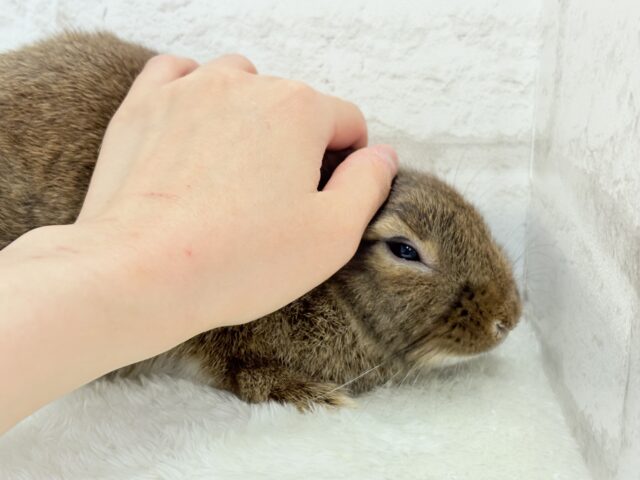 ライオンラビット