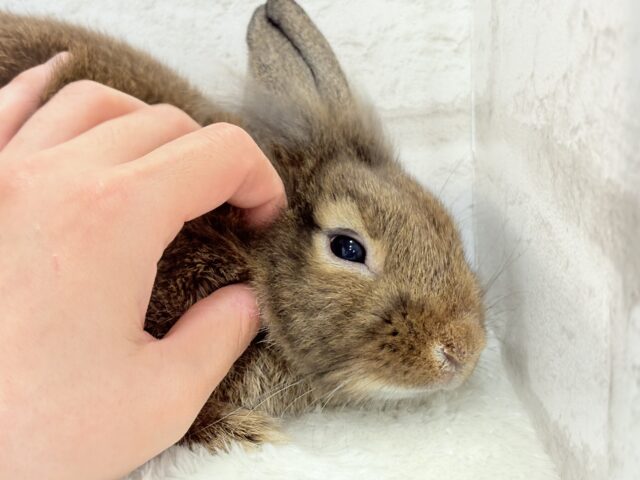 ライオンラビット