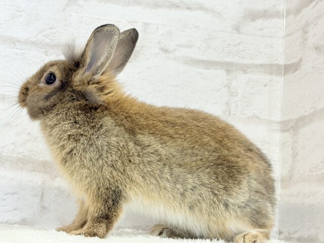 ライオンラビット