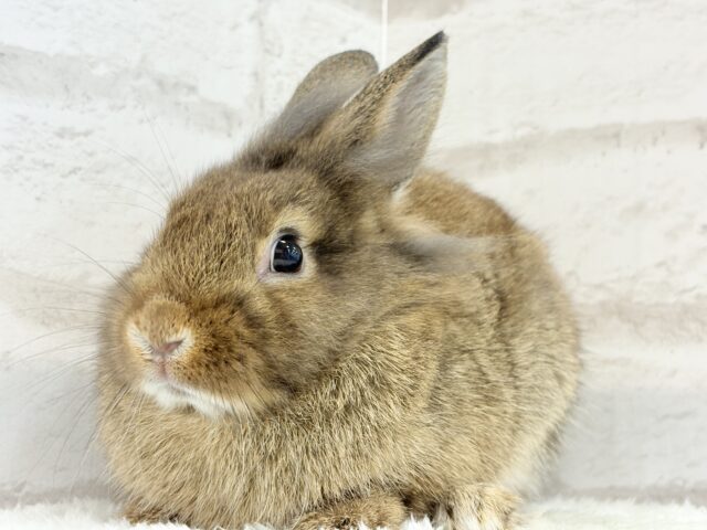 ライオンラビット