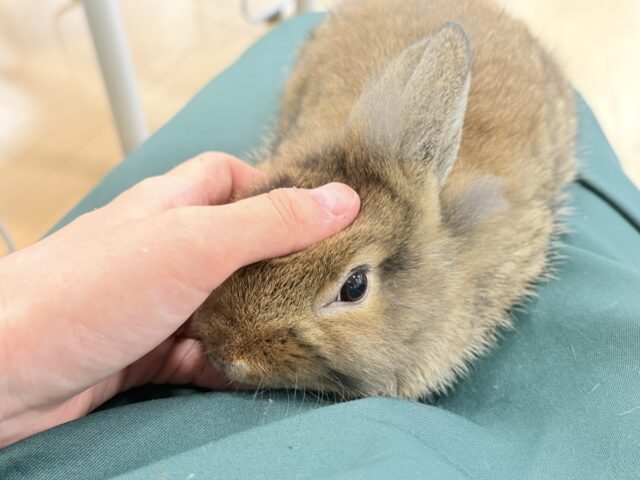 ライオンラビット