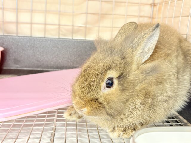 ライオンラビット