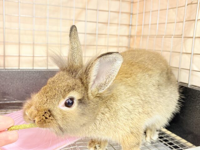 ライオンラビット