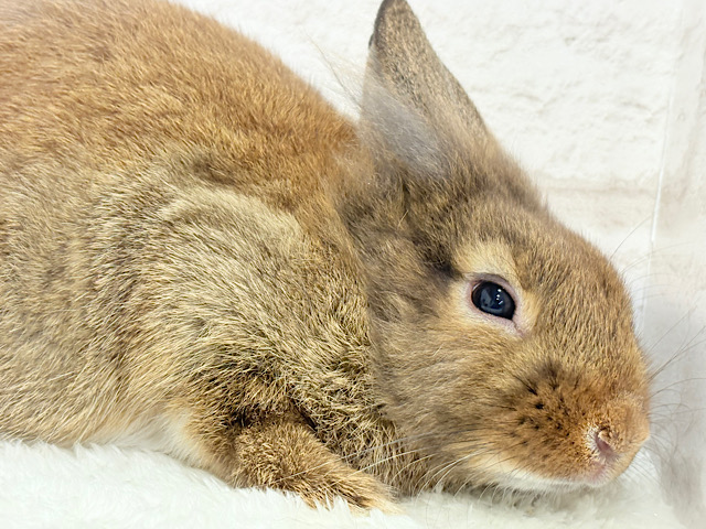 【動画更新🪄】心優しいおっとりさん🫧ライオンラビット(チェスナット)男の子