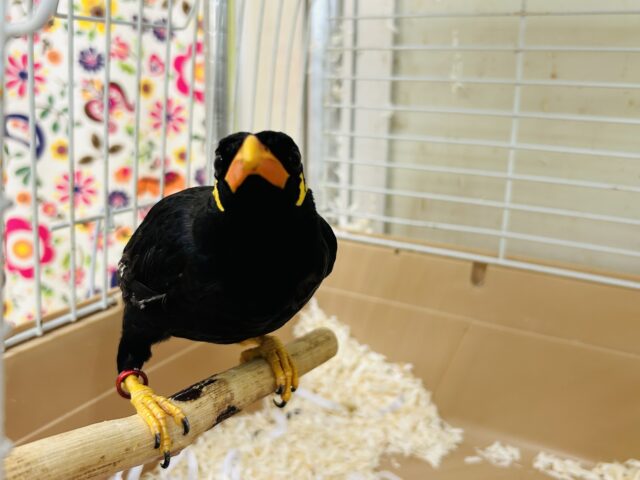 九官鳥（キュウカンチョウ）