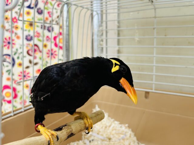 九官鳥（キュウカンチョウ）