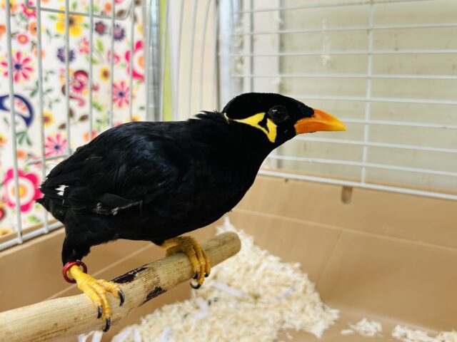 九官鳥（キュウカンチョウ）