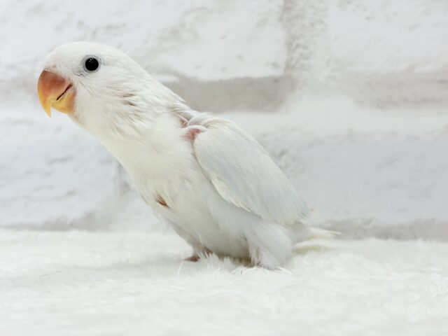 コザクラインコ（小桜インコ）