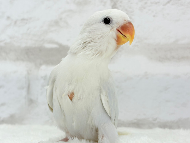 【動画更新🪄】”透明感”って言葉がピッタリ💎.*コザクラインコ(パリドオパーリンブルー) ヒナ