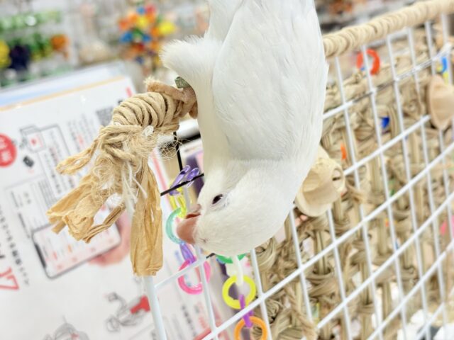 オキナインコ