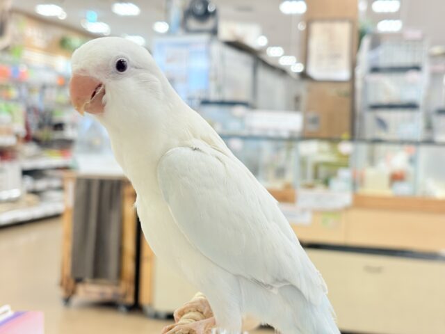 オキナインコ