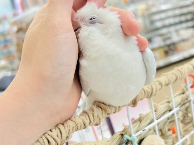 オキナインコ