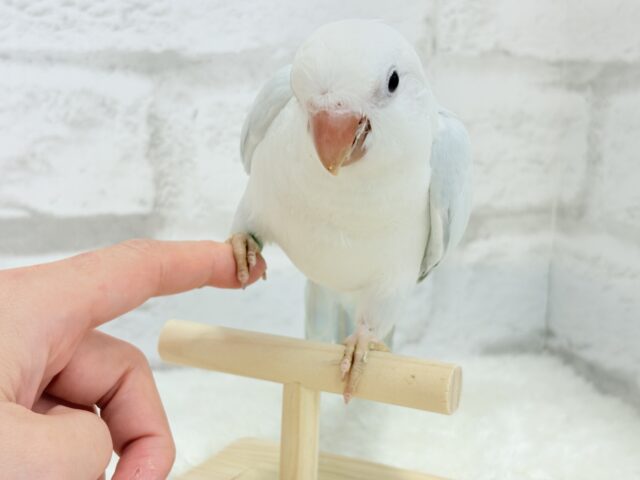 オキナインコ