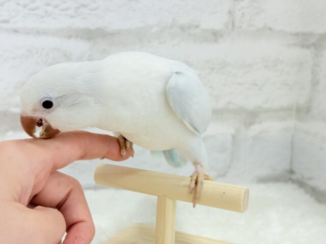 オキナインコ