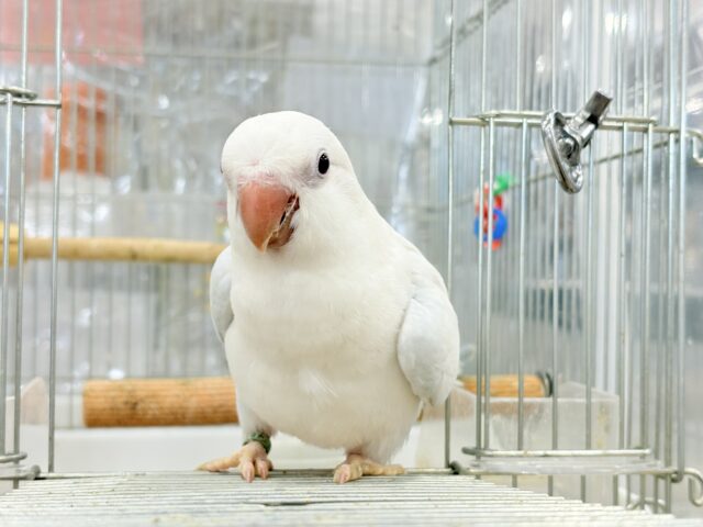 オキナインコ